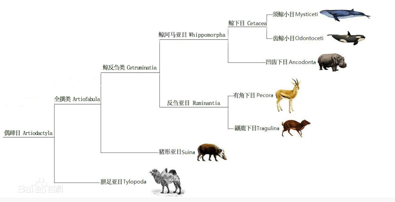 鲸,海豚,现代,发现,世纪